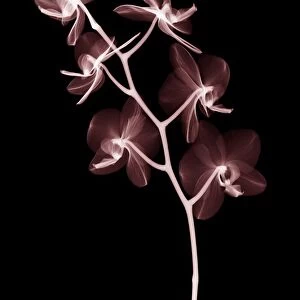 Moth orchid (Phalaenopsis orchidaceae), X-ray