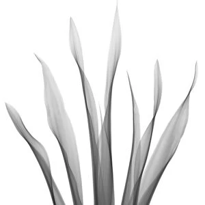 Mother in laws tongue (Sansevieria trifasciata), X-ray