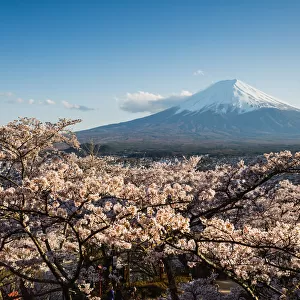 Mount Fuji and cherry tree blossoms, Japan