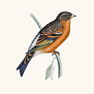 Mountain Finch bird