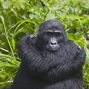 Mountain Gorilla (Gorilla gorilla beringei) resting in rainforest