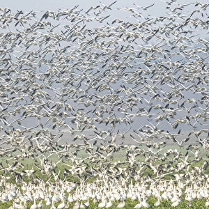 Murmuration Of Canadian Snow Geese in the Skagit Valley, Washington