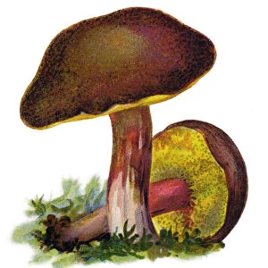 mushroom suede bolete, brown and yellow bolet, boring brown bolete, yellow-cracked bolete