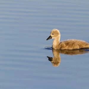 Mute Swan -Cygnus olor-, chick with reflection, Seewinkel, Burgenland, Austria