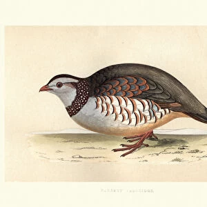 Phasianidae Jigsaw Puzzle Collection: Barbary Partridge