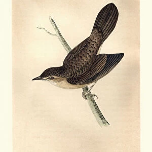 Natural History, Birds, Common grasshopper warbler