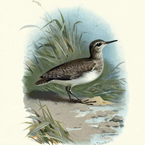 Natural History, Birds, common sandpiper (Actitis hypoleucos)