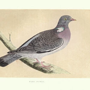 Pigeons Canvas Print Collection: Common Wood Pigeon