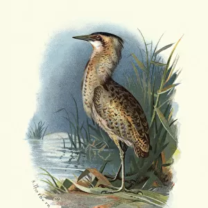 Natural history, Birds, Eurasian bittern or great bittern (Botaurus stellaris)