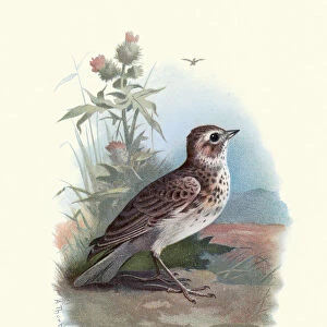 Natural history, Birds, Eurasian skylark (Alauda arvensis)