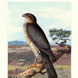 Natural History - Birds - Eurasian sparrowhawk