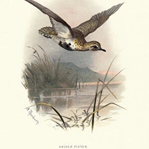 Natural history, Birds, European golden plover (Pluvialis apricaria)