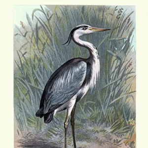 Natural History - Birds - Grey heron