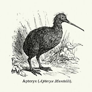 Natural history - Birds - Kiwi bird
