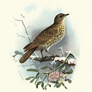 Natural history, Birds, Mistle thrush