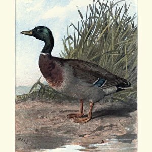 Natural History - Birds - Wild Duck or Mallard
