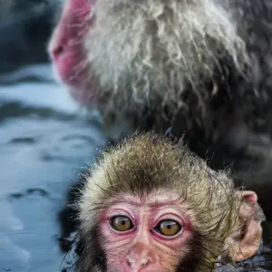 Funny Animals