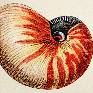 The Magical World of Illustration Fine Art Print Collection: Antique Engravings of Sea Seashells and Fossils