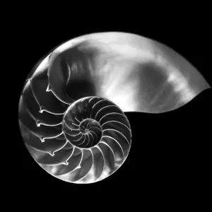 Concha de nautilus en negro y blanco. Concha de nautilus en negro y blanco.
