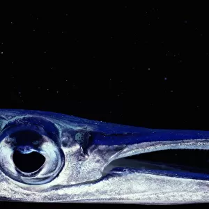Needlefish (Belonidae), close-up of eye