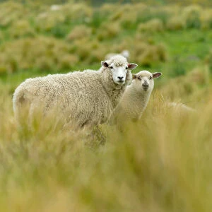 New Zealand sheeps