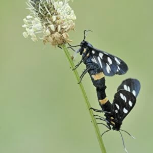 Nine-spotted moth -Amata phegea- on plantain