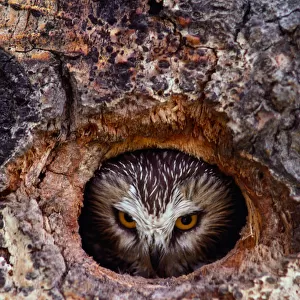 Northern saw whet owl (Aegolius acadicus) in nest cavity