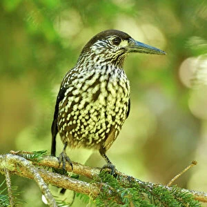 Crows And Jays Collection: Spotted Nutcracker