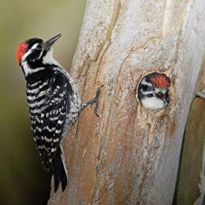 Woodpeckers Collection: Nuttalls Woodpecker