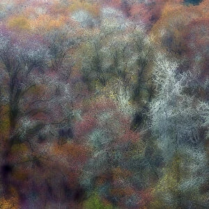 Oak trees in autumn color, Roseburg, Oregon, USA
