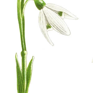 Old chromolithograph illustration of Botany, Snowdrop