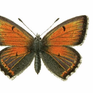 Old chromolithograph illustration of Purple-edged copper butterfly (Lycaena hippothoe)