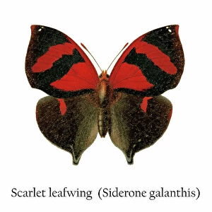 Old chromolithograph illustration of Scarlet leafwing (Siderone galanthis)
