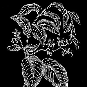 Old engraved illustration of Botany, twig with leaves and flowers