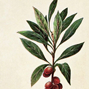 Old engraved illustration of a Daphne mezereum - Poisonous plants