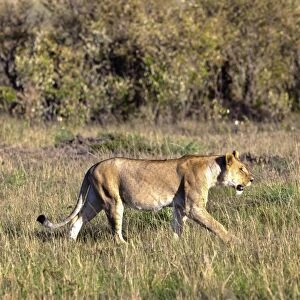 Old Lioness -Panthera leo- on the prowl, Masai Mara National Reserve, Kenya, East Africa, Africa, PublicGround