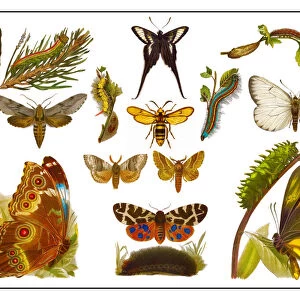 Old lithograph of Butterflies