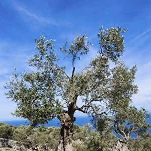 Old olive trees near Deia, Serra de Tramuntana, Northwest Coast, Mallorca, Majorca, Balearic Islands, Mediterranean Sea, Spain, Europe