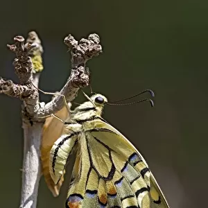 Old World Swallowtail Papilio machaon