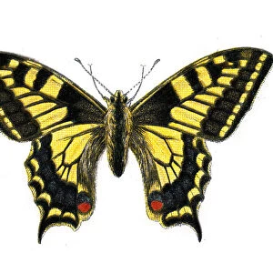Old World swallowtail, Papilio machaon, Butterfly, Insects, Wildlife art