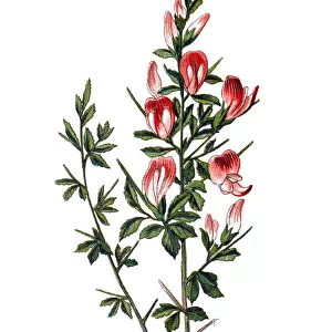 Ononis spinosa (spiny restharrow )