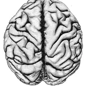 Orangutan brain anatomy engraving 1857