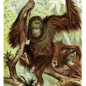 Orangutan lithograph 1894
