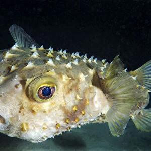 Orbicular Burrfish -Cyclichtys orbicularis-, Red Sea, Egypt, Africa