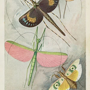 Orthoptera insects chromolithograph 1896