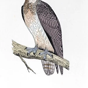 Osprey bird 19 century illustration