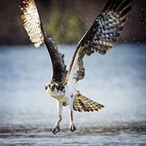 Osprey with Wings Up and Empty Talons at Belmont Lake State Park