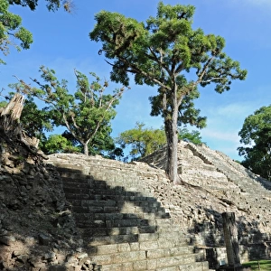 Overgrown Ancient Mayan Ruins at Copan, Honduras