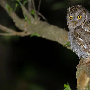 Owls Collection: Pacific Screech Owl