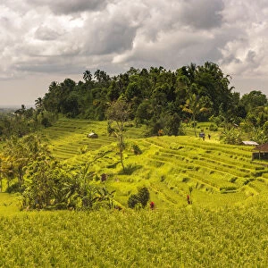 Paddy field at Jatiluwih Rice Terrace. Bali